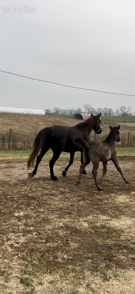 "Ozzy" Black Colt Rocky Mountain