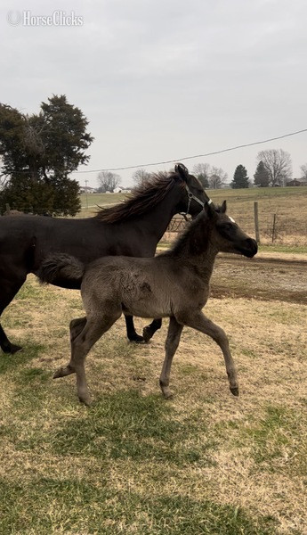 Kentucky "Ozzy" Black Colt Rocky Mountain