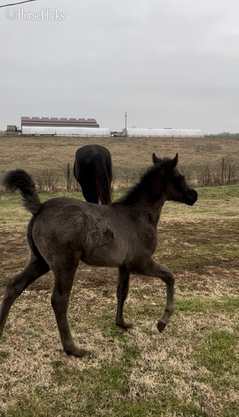 "Ozzy" Black Colt Rocky Mountain - Rocky Mountain in Kentucky