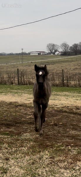 "Ozzy" Black Colt Rocky Mountain - Rocky Mountain