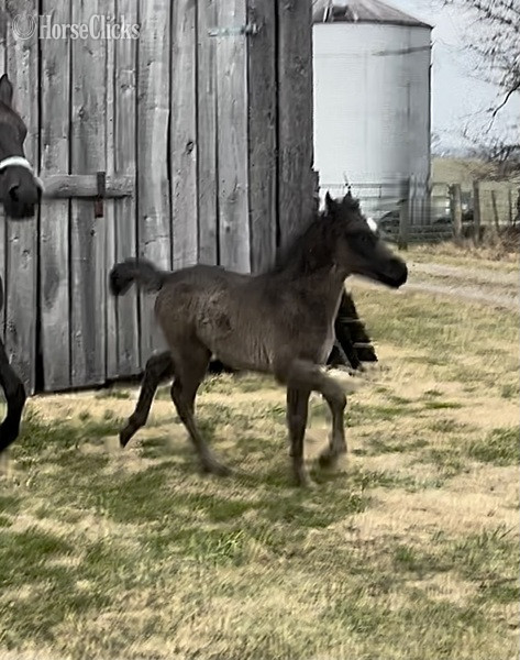 Rocky Mountain - "Ozzy" Black Colt Rocky Mountain in Kentucky