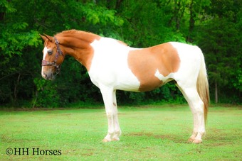 "SWEET NANCY" Sorrel Mare Paint