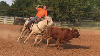 "Sporty" Palomino Gelding Quarter Horse