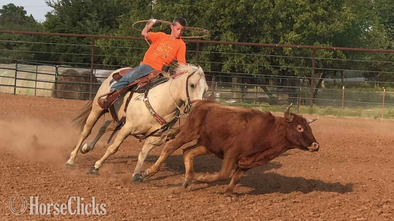 "Sporty" Palomino Gelding Quarter Horse in Texas