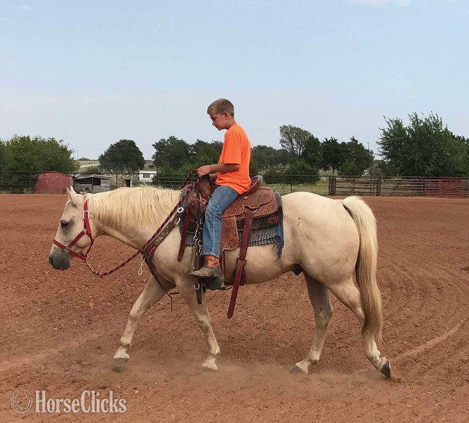 "Sporty" Palomino Gelding Quarter Horse