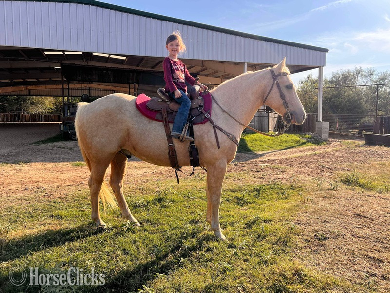 Texas "Sporty" Palomino Gelding Quarter Horse