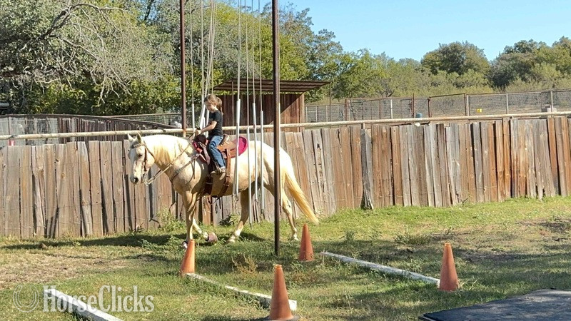"Sporty" Palomino Gelding Quarter Horse - Quarter Horse in Texas