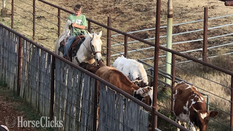 "Sporty" Palomino Gelding Quarter Horse - Quarter Horse