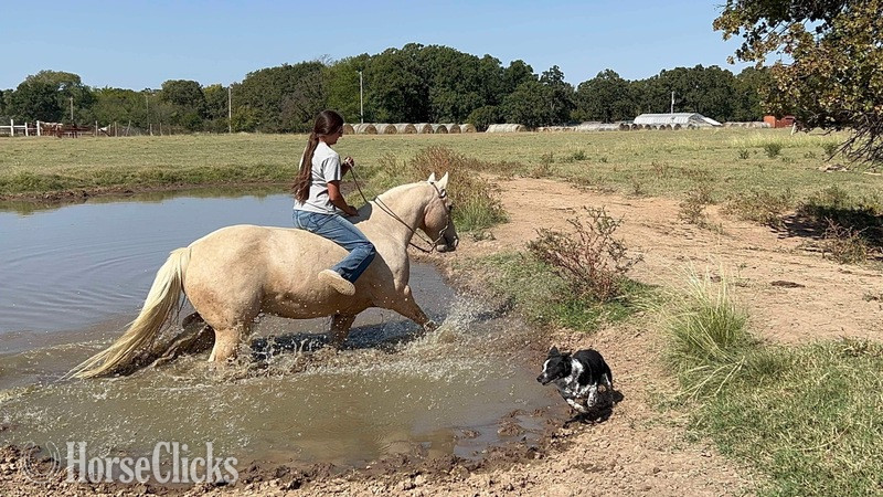 Quarter Horse - "Sporty" Palomino Gelding Quarter Horse in Texas