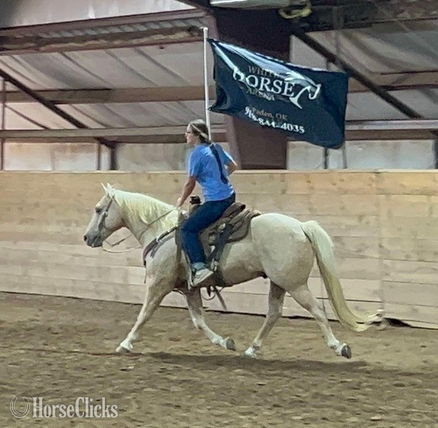 Quarter Horse - "Sporty" Palomino Gelding Quarter Horse