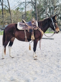 "Stella" Bay Mare Mule