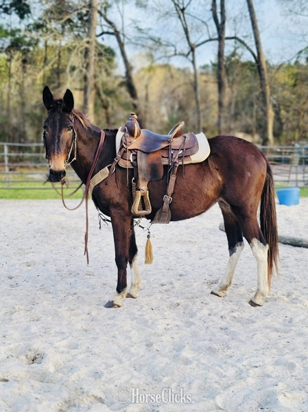 "Stella" Bay Mare Mule