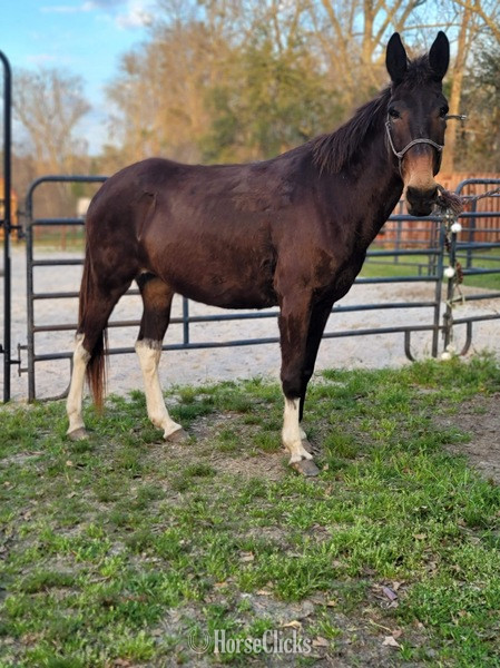 "Stella" Bay Mare Mule - Mule in South Carolina