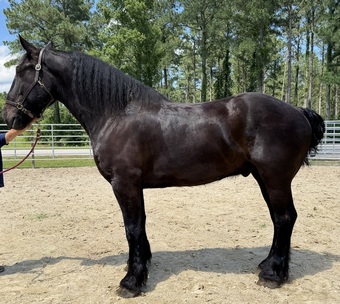 "Percheron" Black Gelding Percheron