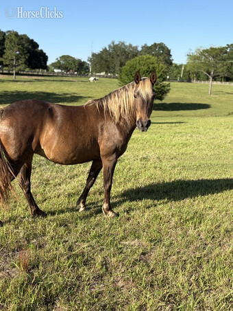 "Cypress Rebel?s Reba" Chocolate Mare Rocky Mountain