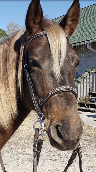 "Cypress Rebel?s Reba" Chocolate Mare Rocky Mountain