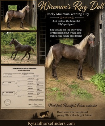 "Wireman?s Rag Doll" Chocolate Filly Rocky Mountain