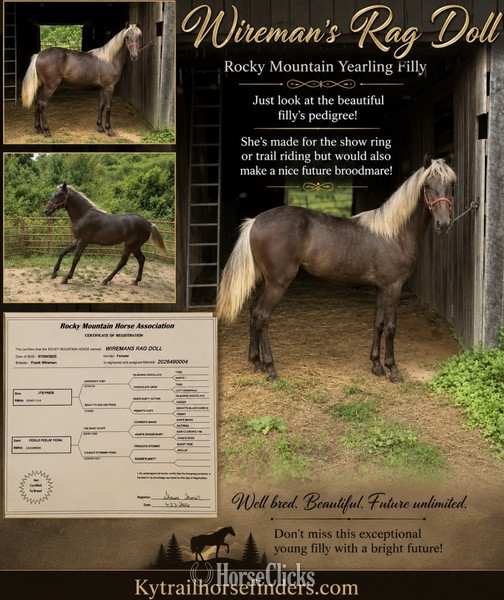 "Wireman?s Rag Doll" Chocolate Filly Rocky Mountain in Kentucky