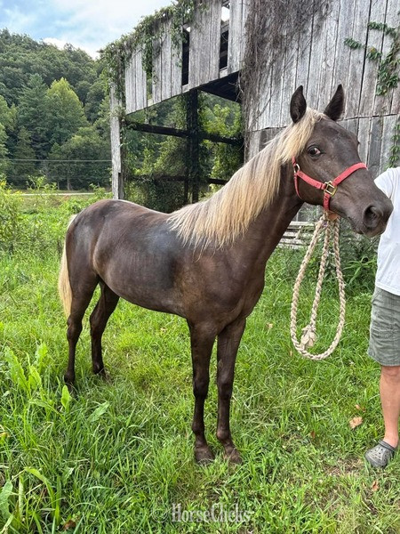 "Wireman?s Rag Doll" Chocolate Filly Rocky Mountain