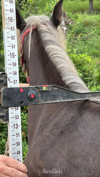 Kentucky "Wireman?s Rag Doll" Chocolate Filly Rocky Mountain