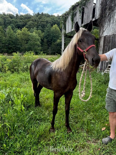 "Wireman?s Rag Doll" Chocolate Filly Rocky Mountain - Rocky Mountain