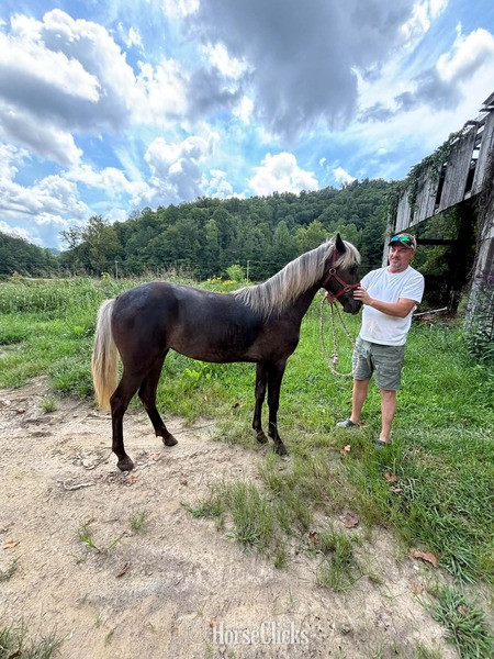 "Wireman?s Rag Doll" Chocolate Filly Rocky Mountain Kentucky