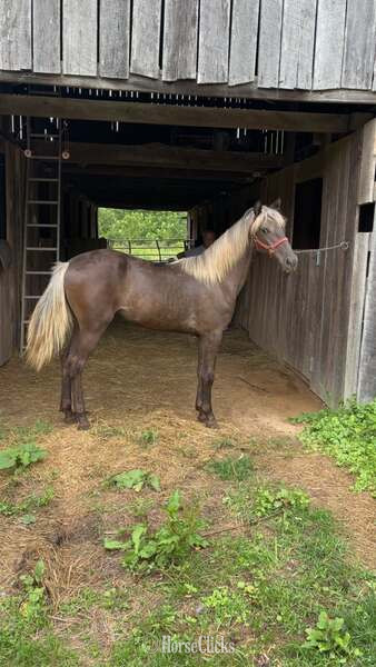 Rocky Mountain - "Wireman?s Rag Doll" Chocolate Filly Rocky Mountain in Kentucky