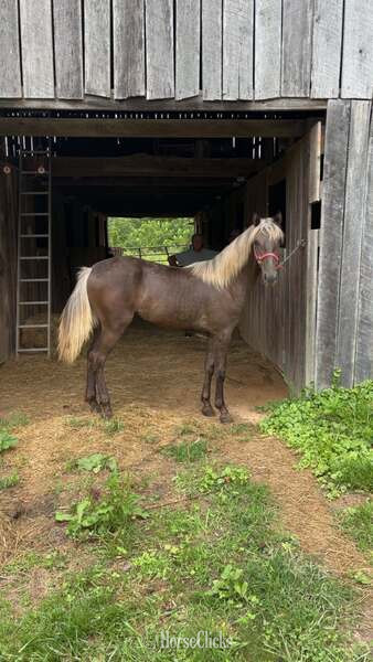 Rocky Mountain - "Wireman?s Rag Doll" Chocolate Filly Rocky Mountain