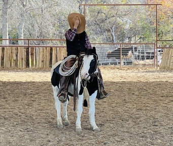 "Kalico" Black Gelding Pony