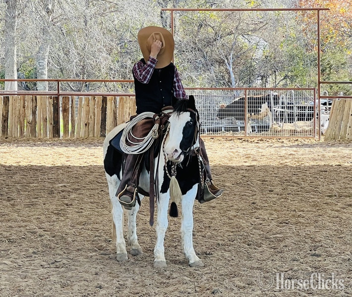 "Kalico" Black Gelding Pony in Texas