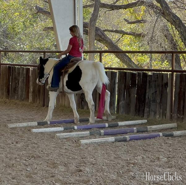 "Kalico" Black Gelding Pony