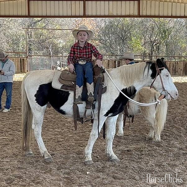 Texas "Kalico" Black Gelding Pony