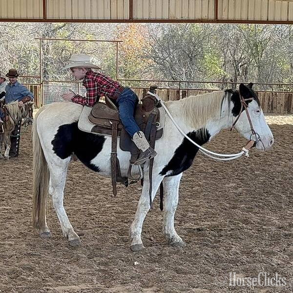 "Kalico" Black Gelding Pony - Pony in Texas