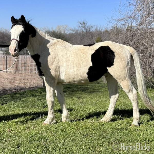 "Kalico" Black Gelding Pony - Pony
