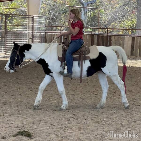 "Kalico" Black Gelding Pony Texas