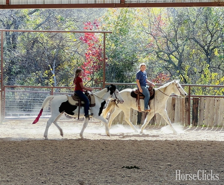 Pony - "Kalico" Black Gelding Pony in Texas