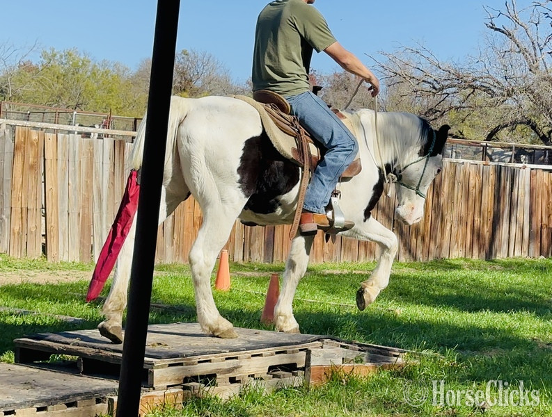 Pony - "Kalico" Black Gelding Pony