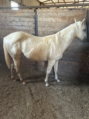 "TF ONE TIME CAT" Palomino Mare