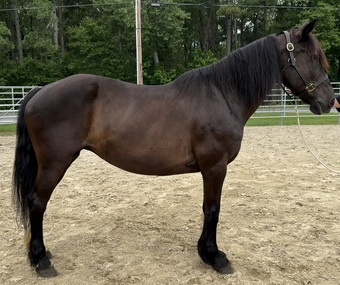 "Mare" Black Mare Draft