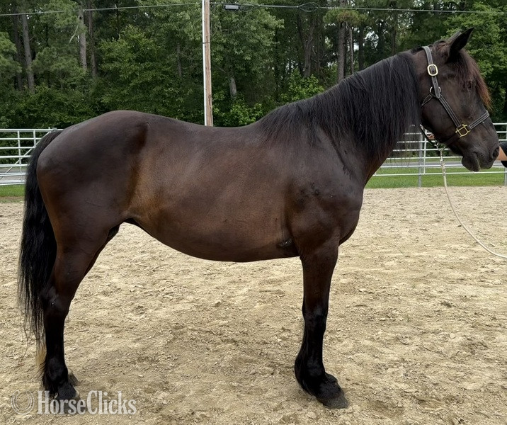 "Mare" Black Mare Draft in North Carolina