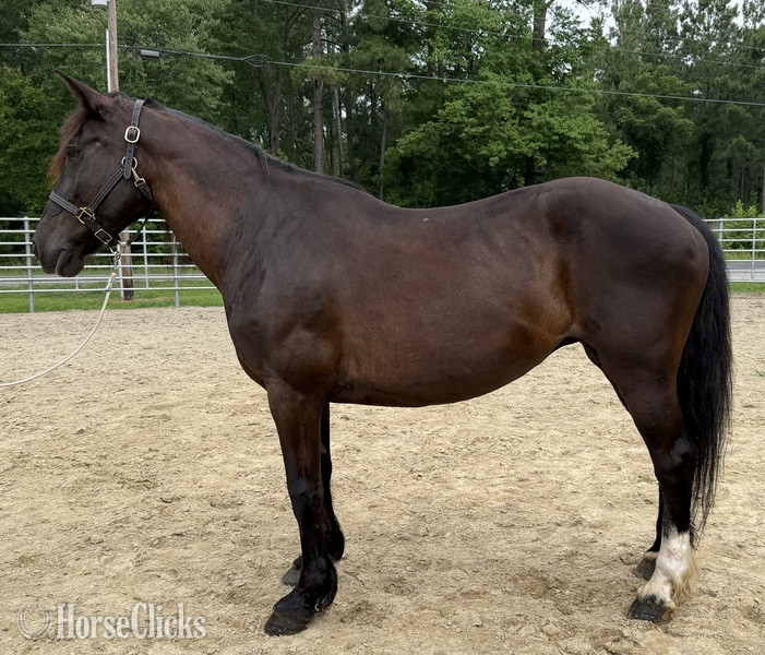 "Mare" Black Mare Draft