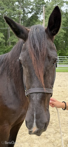 North Carolina "Mare" Black Mare Draft