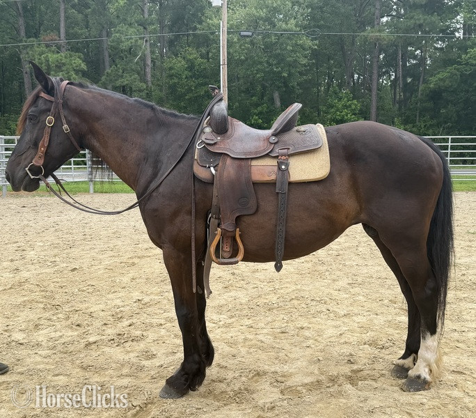 "Mare" Black Mare Draft - Draft in North Carolina
