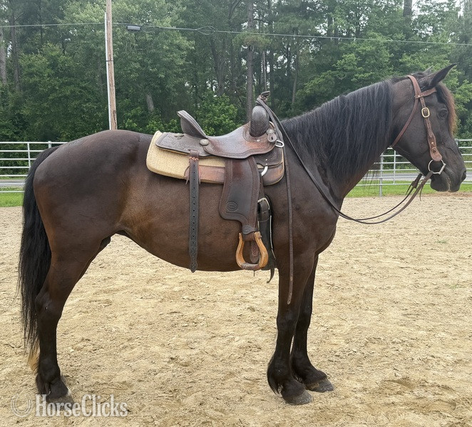 "Mare" Black Mare Draft - Draft