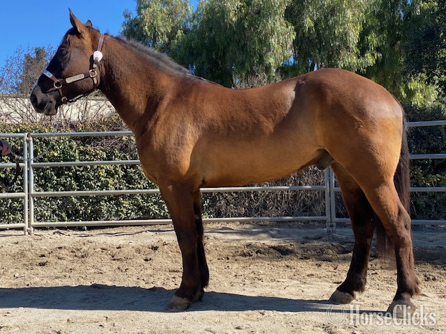 "BINGO" Chocolate Gelding Draft