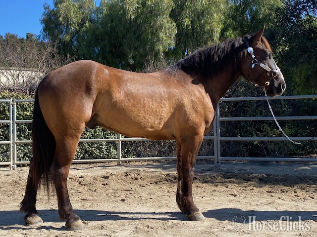 California "BINGO" Chocolate Gelding Draft
