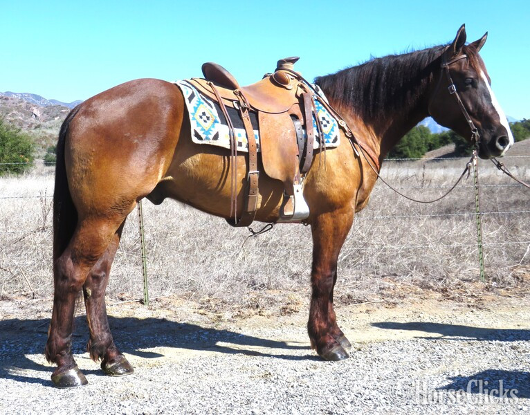 "BINGO" Chocolate Gelding Draft in California