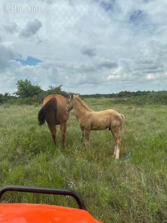 "SS Merada Smooth" Sorrel Mare Quarter Horse in Oklahoma