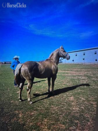 "SS Merada Smooth" Sorrel Mare Quarter Horse