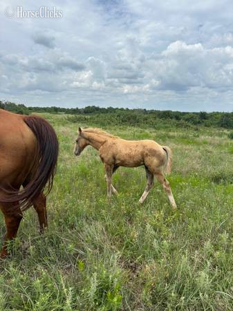 Oklahoma "SS Merada Smooth" Sorrel Mare Quarter Horse